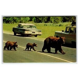 Vintage Yellowstone Brown Bear & 3 Cubs Crossing Road Mirro-Krome Postcard